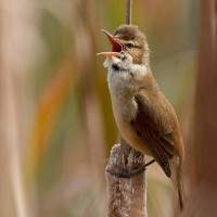 Australian Reed Warbler